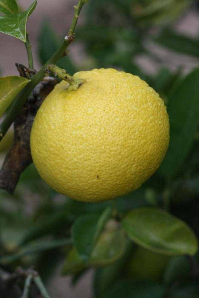              Fruit (Riverside, CA)       